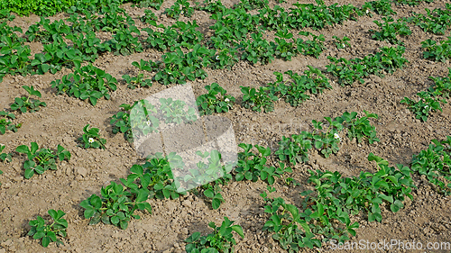 Image of Flowering strawberry in soil in spring sunny weather