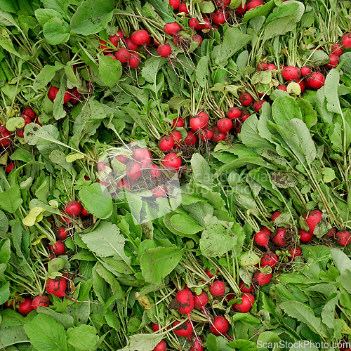 Image of Diagonal rows of pluck fresh radish roots on heap, first harvest