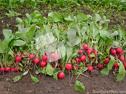 Image of A lot of fresh pluck radish roots on a heap in greenhouse