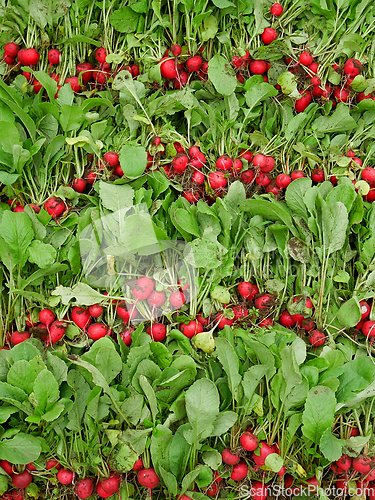 Image of Rows of pluck fresh radish roots on heap as background