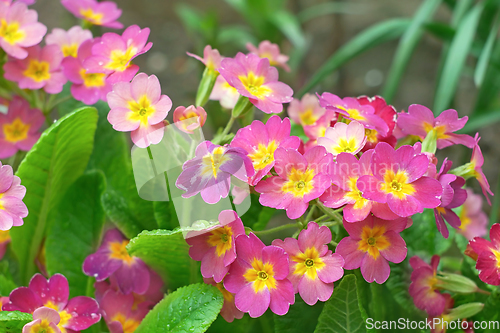 Image of Pink and yellow primula plants flowering on flower bed in spring