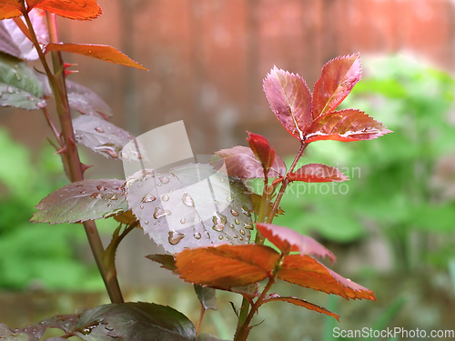 Image of First rose radish wet rose leaves in flower bed in springtime