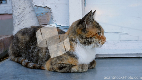 Image of Tabby and white beautiful kitten sitting on still surface near t