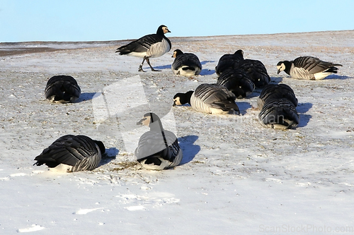 Image of Barnacle Geese Foraging in Snowy Grass