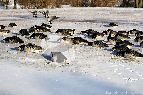 Image of Barnacle Geese Foraging in Snowy Grass