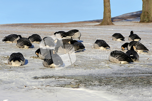 Image of Barnacle Geese Foraging in Snowy Grass