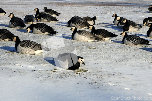 Image of Barnacle Geese Foraging in Snowy Grass