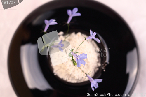 Image of Small blue flower