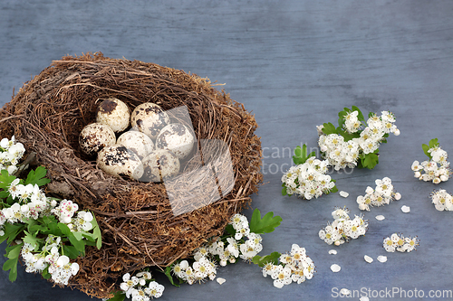 Image of Quail Eggs in a Natural Birds Nest with Spring Blossom