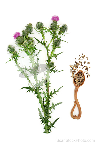 Image of Milk Thistle Herb for Herbal Plant Medicine