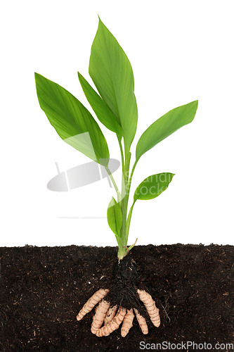 Image of Turmeric Plant with Root Ball in Soil