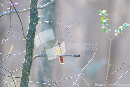 Image of birds feeding and playing at the feeder