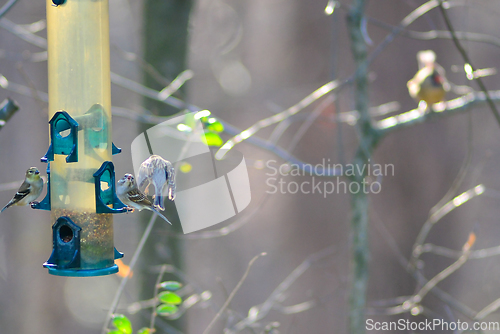 Image of birds feeding and playing at the feeder