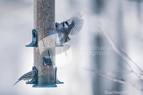 Image of birds feeding and playing at the feeder