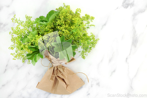 Image of Ladys Mantle Herb with Leaves and Flowers