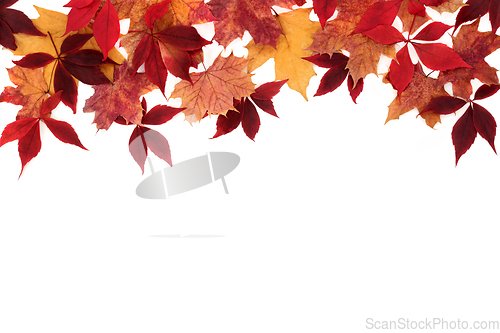 Image of Falling Maple Leaf Background Border Autumn Composition