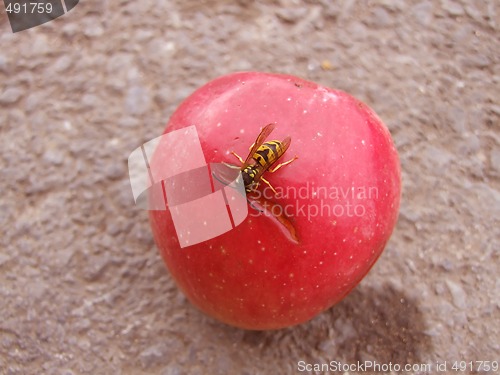 Image of bee on apple
