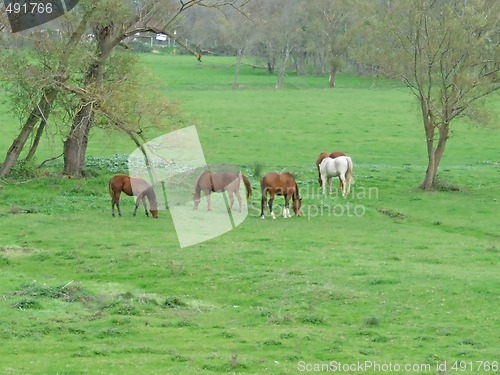 Image of grazing horses