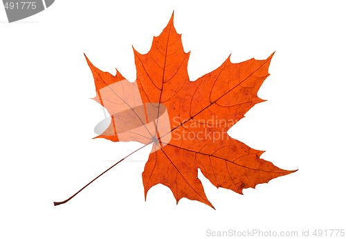 Image of Maple Leave