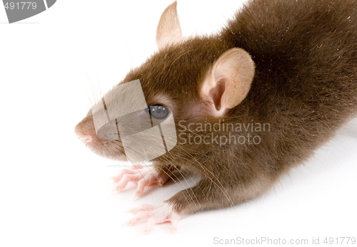 Image of Brown Rat