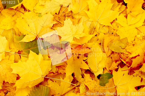 Image of Yellow leavs