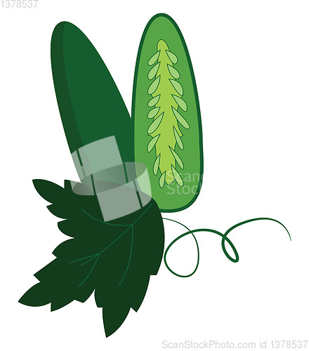 Image of Simple cucumber cut in half vector illustration on white backgro