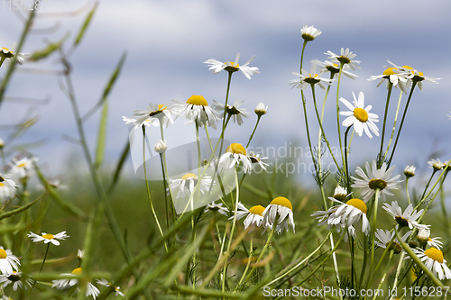 Image of chamomile flowers
