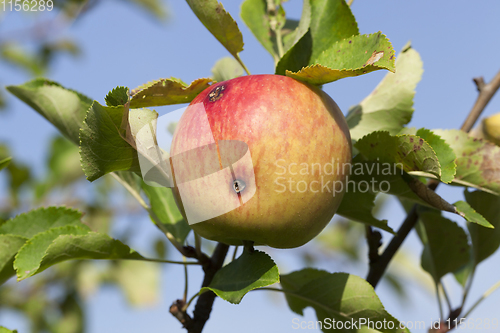 Image of apple fruit and worm