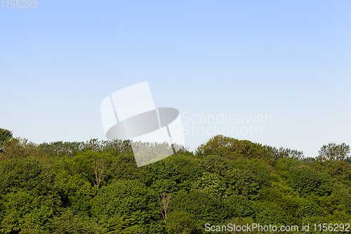 Image of trees in park