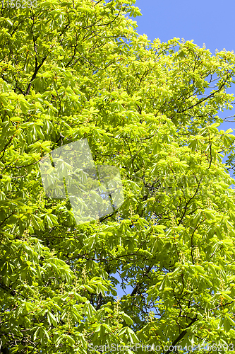 Image of tree foliage