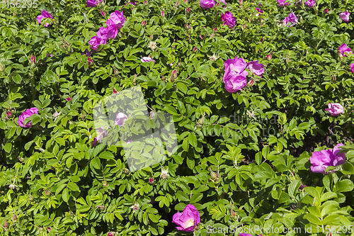 Image of Rosehip flowers