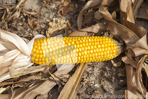 Image of Mature corn