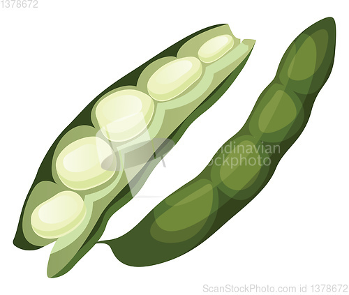 Image of Green beans vector illustration of vegetables on white backgroun