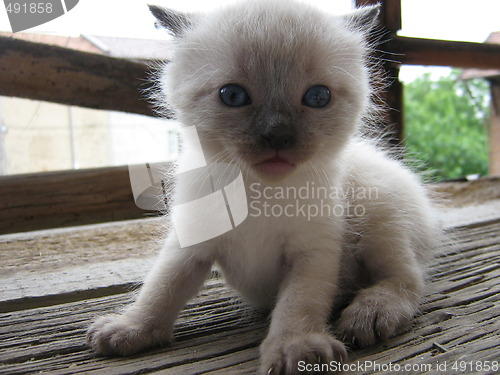 Image of White kitty