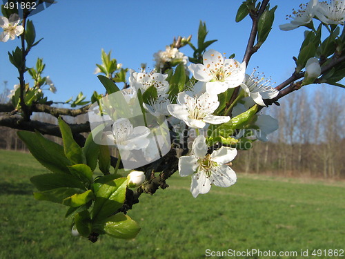 Image of Spring time