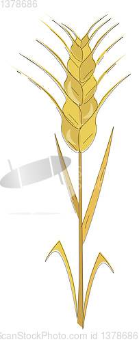 Image of A dry bunch of wheat vector or color illustration