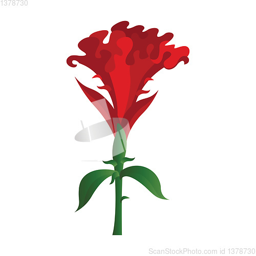 Image of Vector illustration of red cockscomb flower on white background.