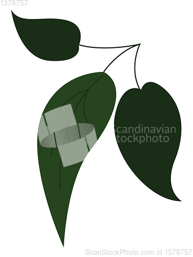 Image of Three green leafesillustration vector on white background