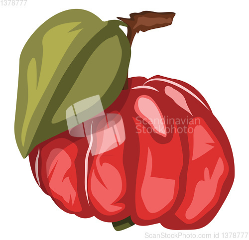 Image of Vector illustration of deep red surinam cherry fruit with a gree