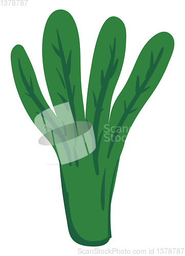 Image of Spinach, vector or color illustration.