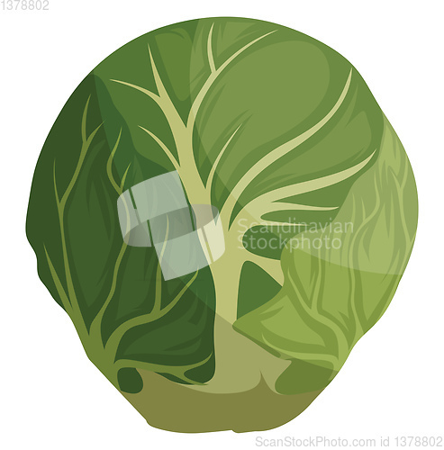 Image of Green brussel sprout cartoon vector illustration of vegetables o