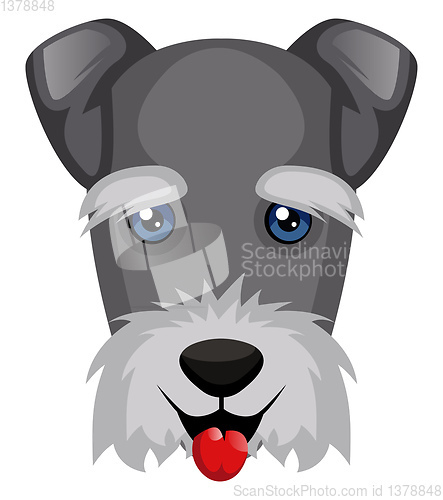 Image of Schnauzer illustration vector on white background