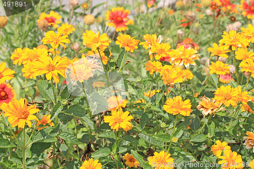 Image of Yellow flowers