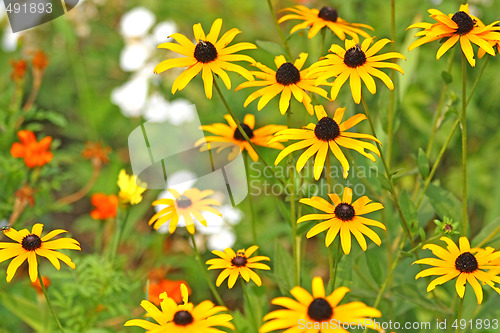 Image of Sunflowers