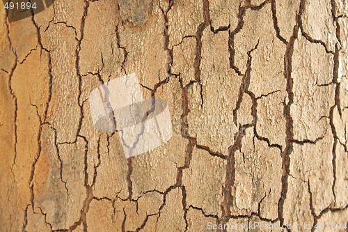 Image of Platan bark