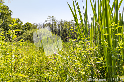 Image of sunny wetland scenery