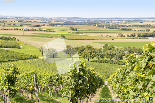 Image of winegrowing scenery in Hohenlohe