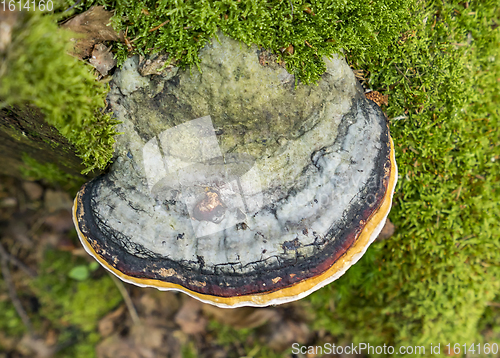 Image of tinder fungus closeup