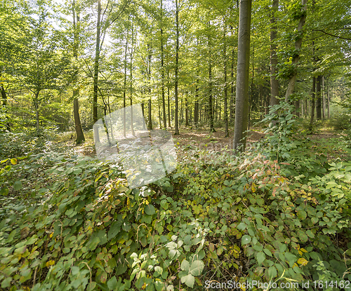 Image of idyllic forest scenery