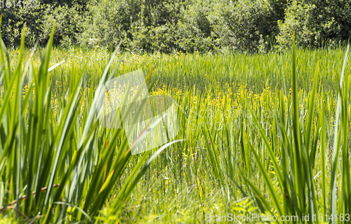 Image of sunny wetland scenery